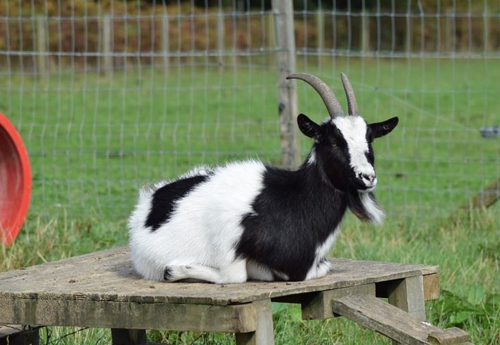 Muiravonside Goat