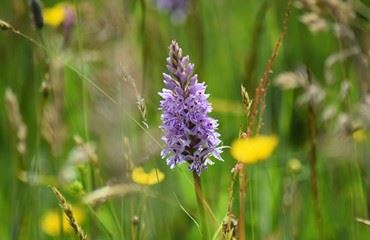 Meadow Guided Walk at Muiravonside Country Park