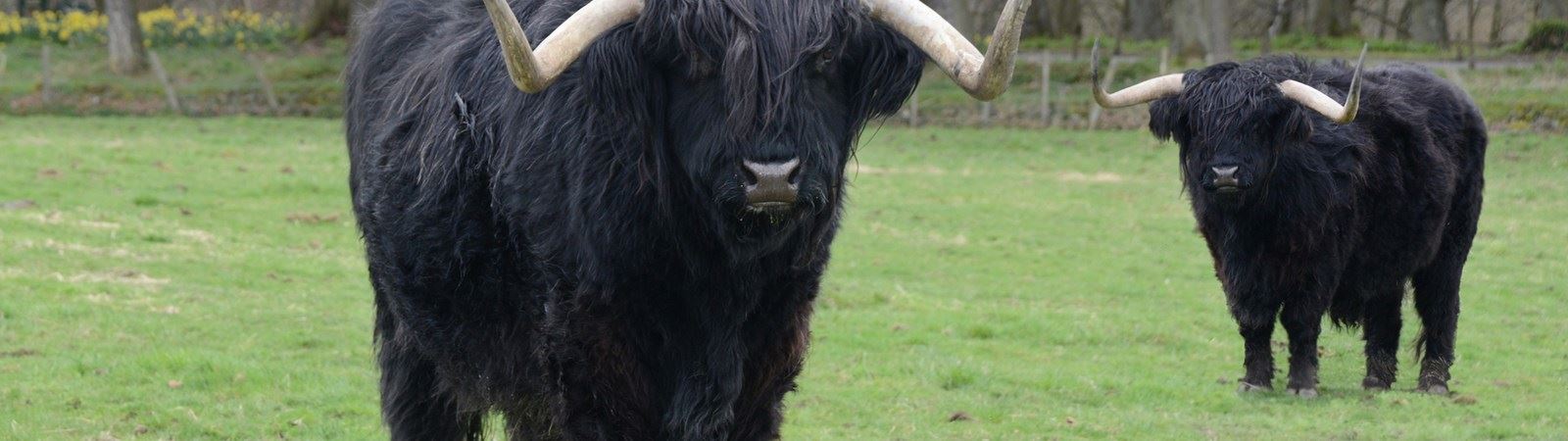 Muiravonside Country Park Farm|things to do with kids Falkirk